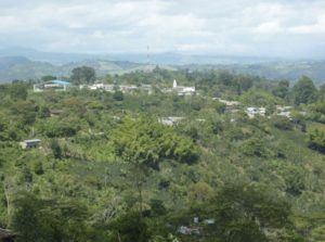 coffee-contest-tarqui-huila-2