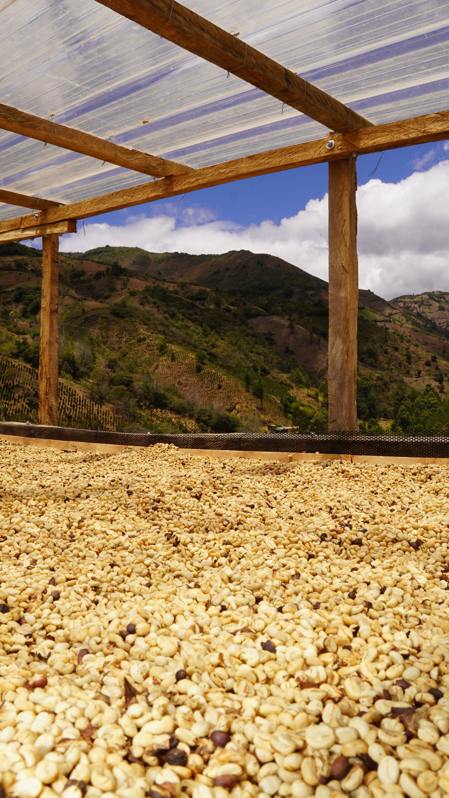 Coffee drying bed