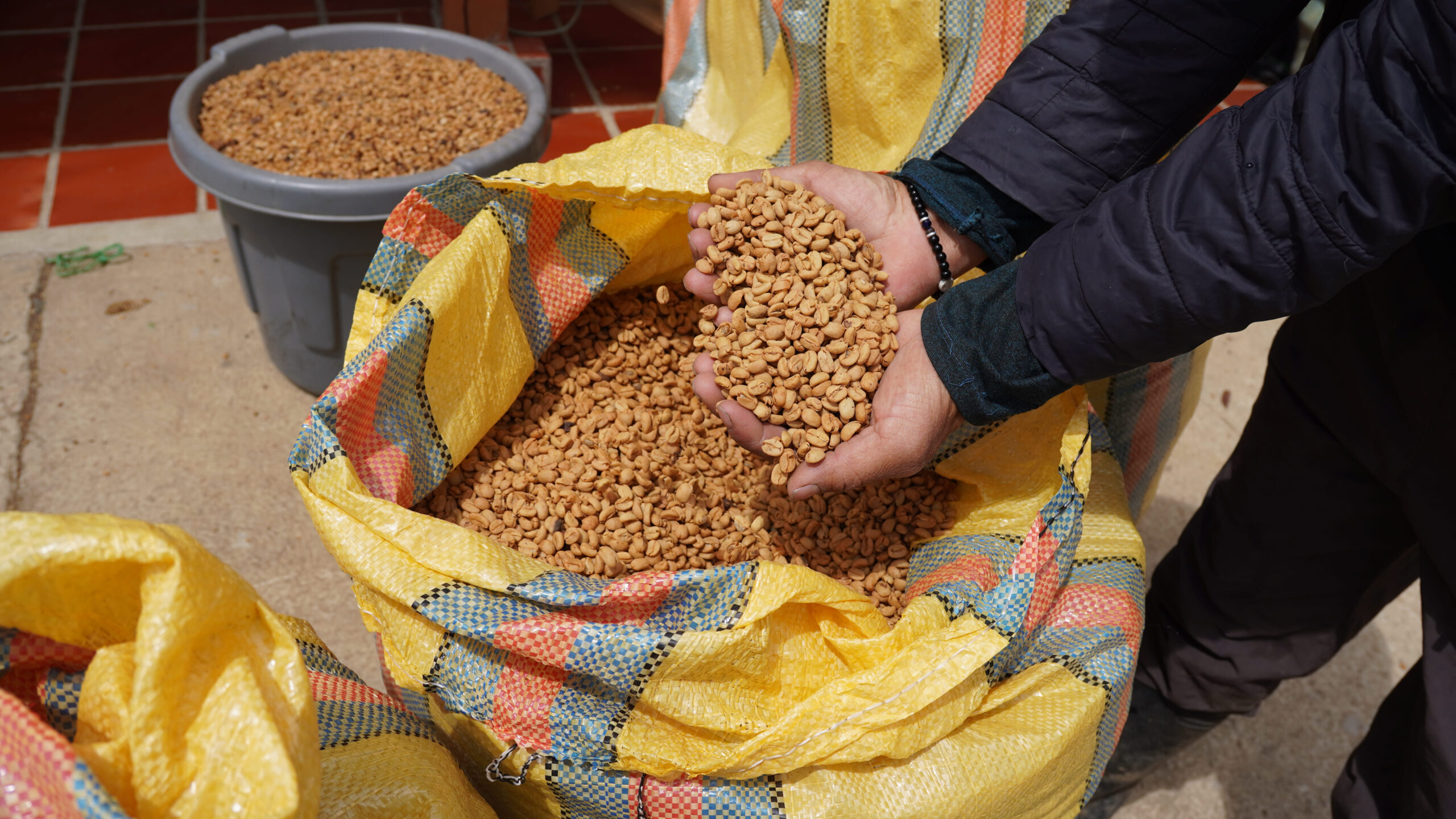Hands holding green coffee beans at origin