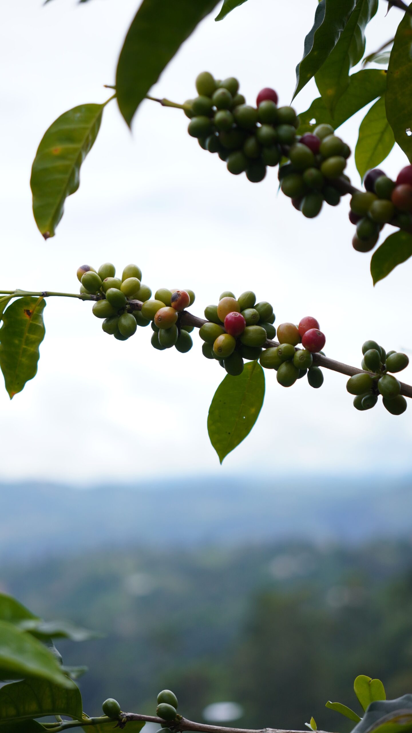 Coffee branches with green and ripening cherries