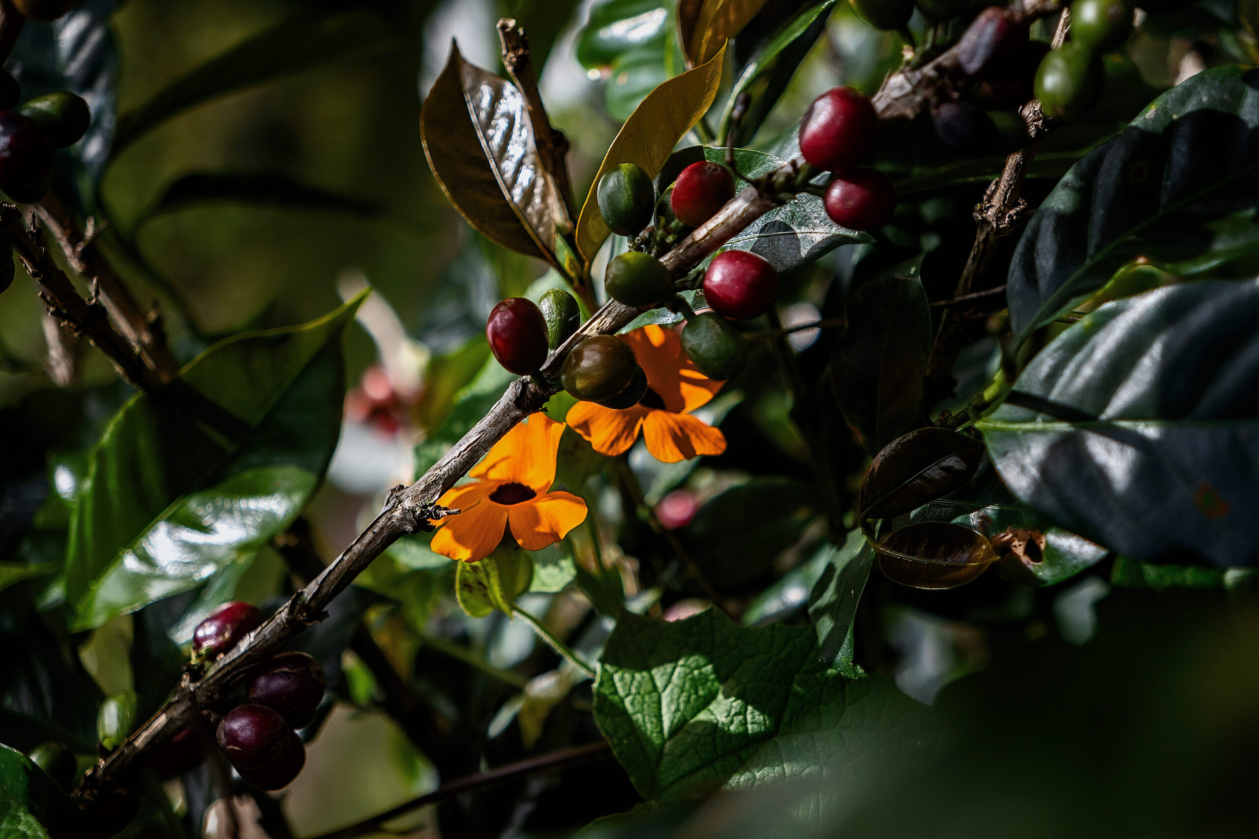 Ripe and green coffee cherries along a diagonal branch with orange flowers