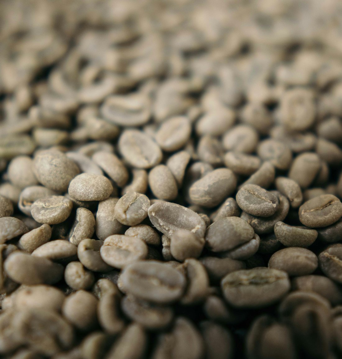 Close-up of green (unroasted) coffee beans